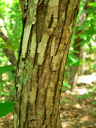 {Castanea pumila}